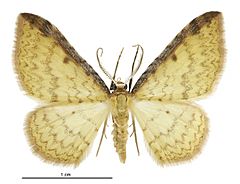 Epiphryne undosata male.jpg