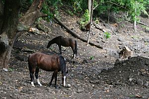 Fatu Hiva - Cheval