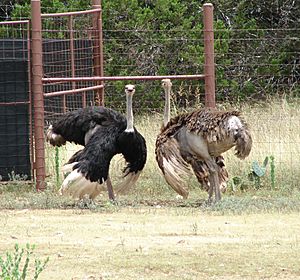 FlappingOstriches