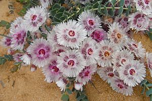 Fleurs sauvages parc de Kirabati.JPG