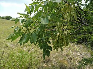 Fraxinus albicans.jpg