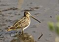 Gallinago gallinago Norfolk