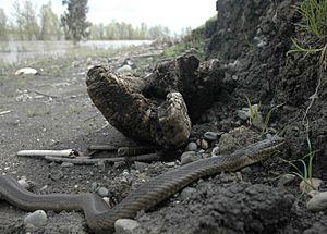 Giant Garter Snake