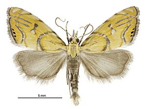 Glaucocharis auriscriptella male.jpg