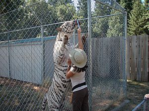 Great Cats World Park