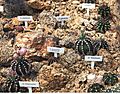 Gymnocalycium Liberec 1