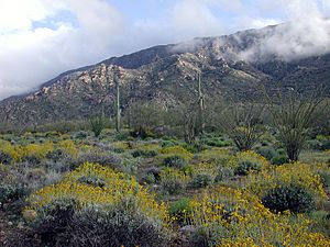 Harquahala Mountains