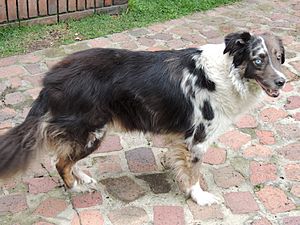 Heterochromia dog sideways