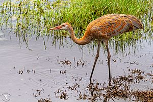 Immature Florida Sandhill