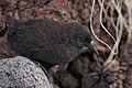 Inaccessible Island Rail (Atlantisia rogersi)