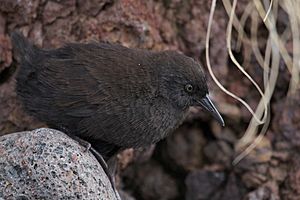 Inaccessible Island Rail (Atlantisia rogersi).jpg