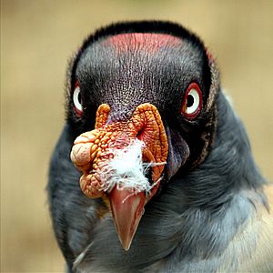 King vulture