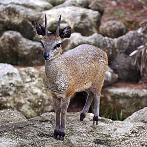 Klipspringer.jpg