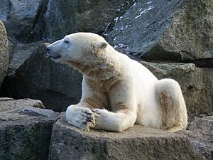 Knut der Eisbär Januar 2011