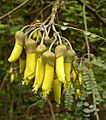 Kowhai flowers