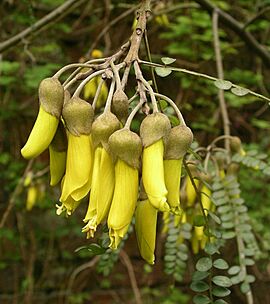 Kowhai flowers