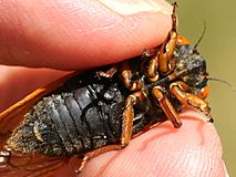 Magicicada cassinii-male ventral