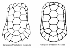 MarginataCarapaceShapes