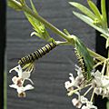 Monarch Butterfly Caterpillars