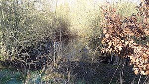 Moor Mill Quarry, West.jpg