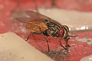 Musca domestica housefly.jpg