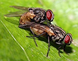 Musca domestica mating (cropped)