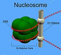 Nucleosome