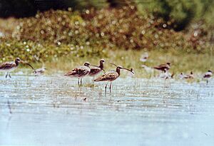 Olangoozcurlew