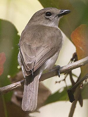 Pachycephala simplex simplex 2.jpg