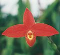 Phragmipedium besseae