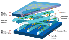 Plant cell wall diagram-en