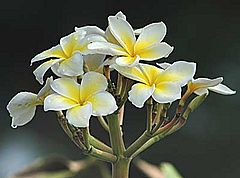 Plumeria alba flowers.jpg