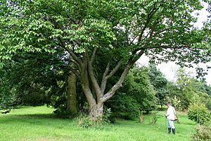 Prunus sargentii JPG1a