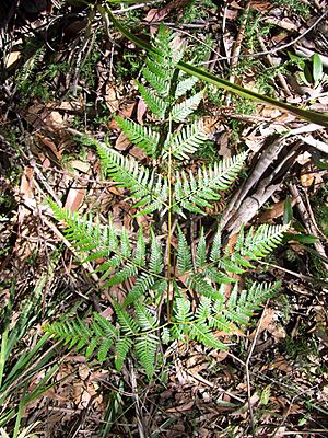 Pteridium esculentum Chatswood West.jpg