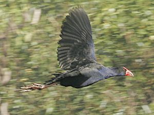 Pukeko 01a