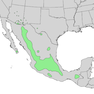 Quercus rugosa range map 1.png