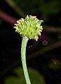 Ranunculus achenes