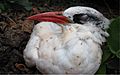 Red-tailed tropic bird swarmed by yellow crazy ants