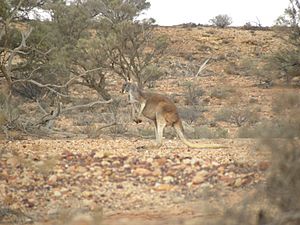 Red Kangaroo