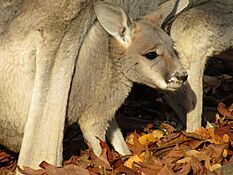 Rotes Riesenkänguru (Zoo Dresden) (12)