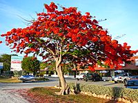 Royal Poinciana