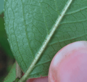 Rusty Hairs Blackhaw