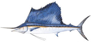 Sailfish (Duane Raver).png