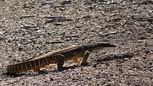 Sand Goanna (15302642673).jpg