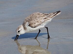 Sanderling (Calidris alba) feeding