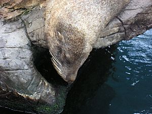 Seal Sunbathing