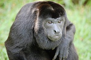 Sitting Alouatta palliata, Costa Rica