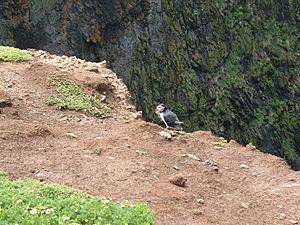 Skomer-WickPuffin