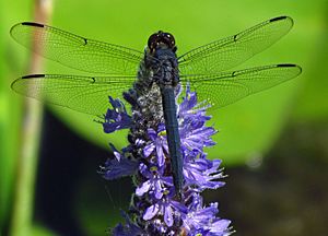 Slaty Skimmer on flower.jpg