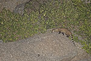 Small Indian Civet